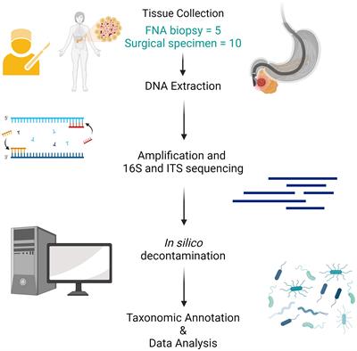 Bacterial and fungal characterization of pancreatic adenocarcinoma from Endoscopic Ultrasound-guided biopsies